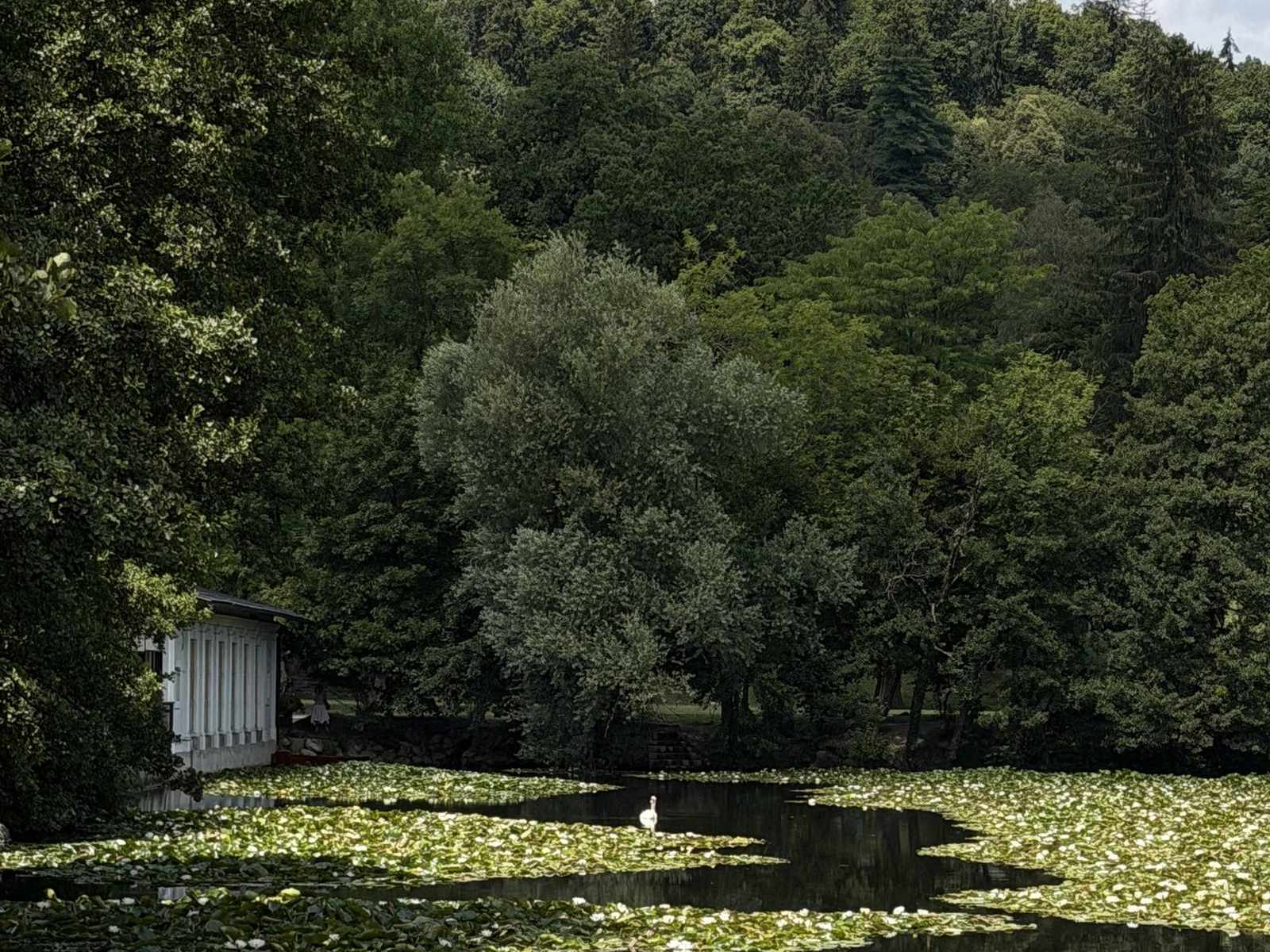 Obala z borovci nad mirnim morjem