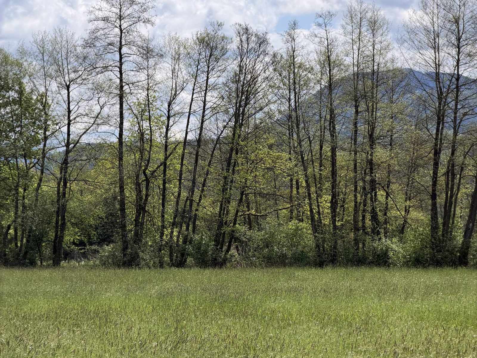 The edge of a wood under an open sky