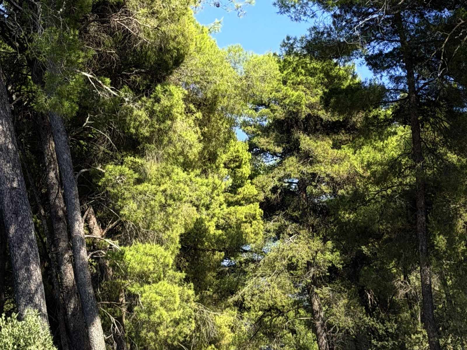 Tall pines on a slope under a blue sky