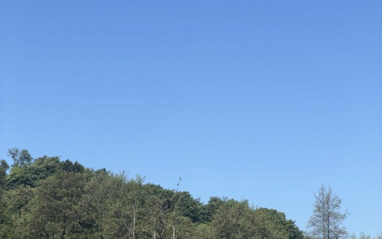 Gozdnato pobočje pod čistim modrim nebom