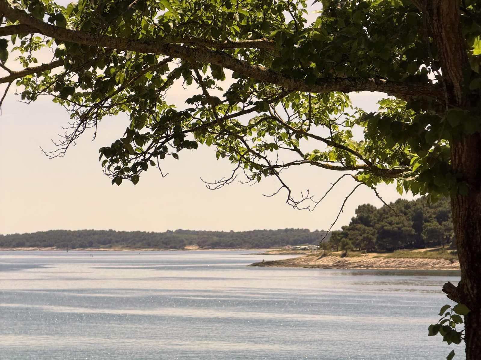 Tree canopy above a shoreline in warm evening light