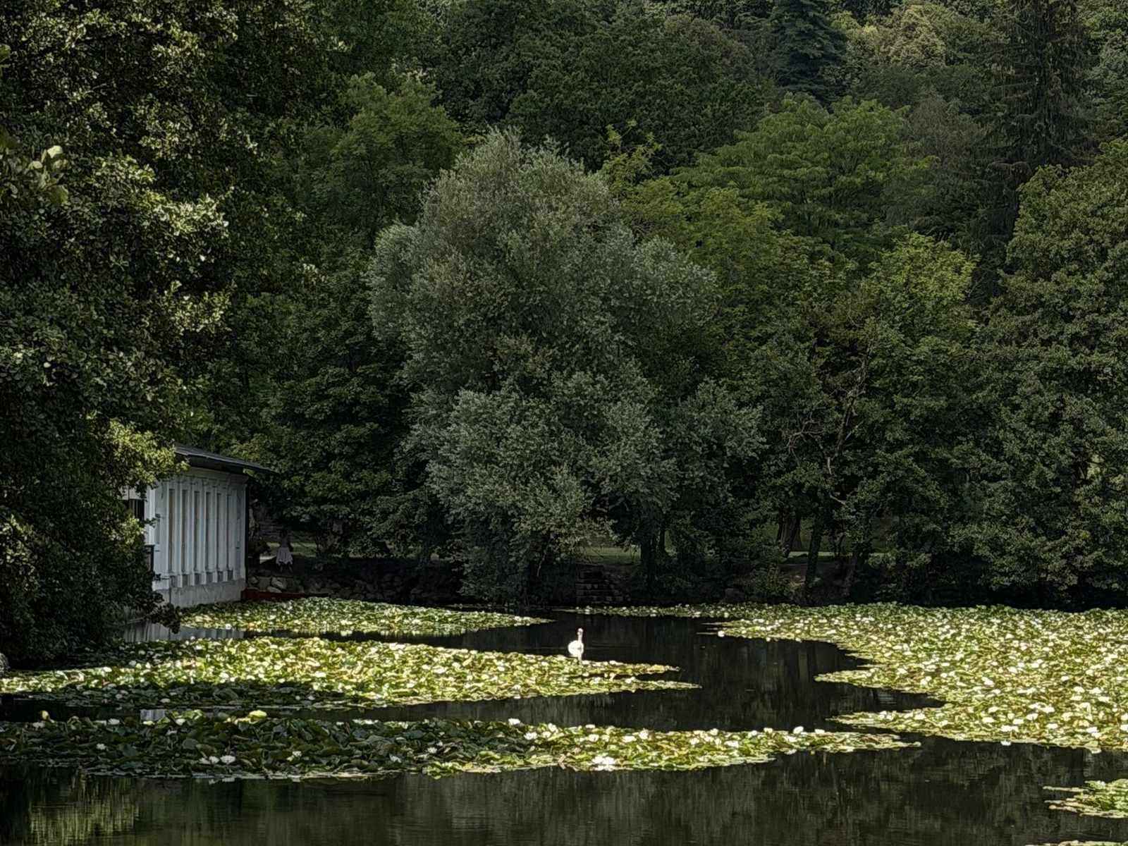 A garden pond with water lilies beneath tall trees