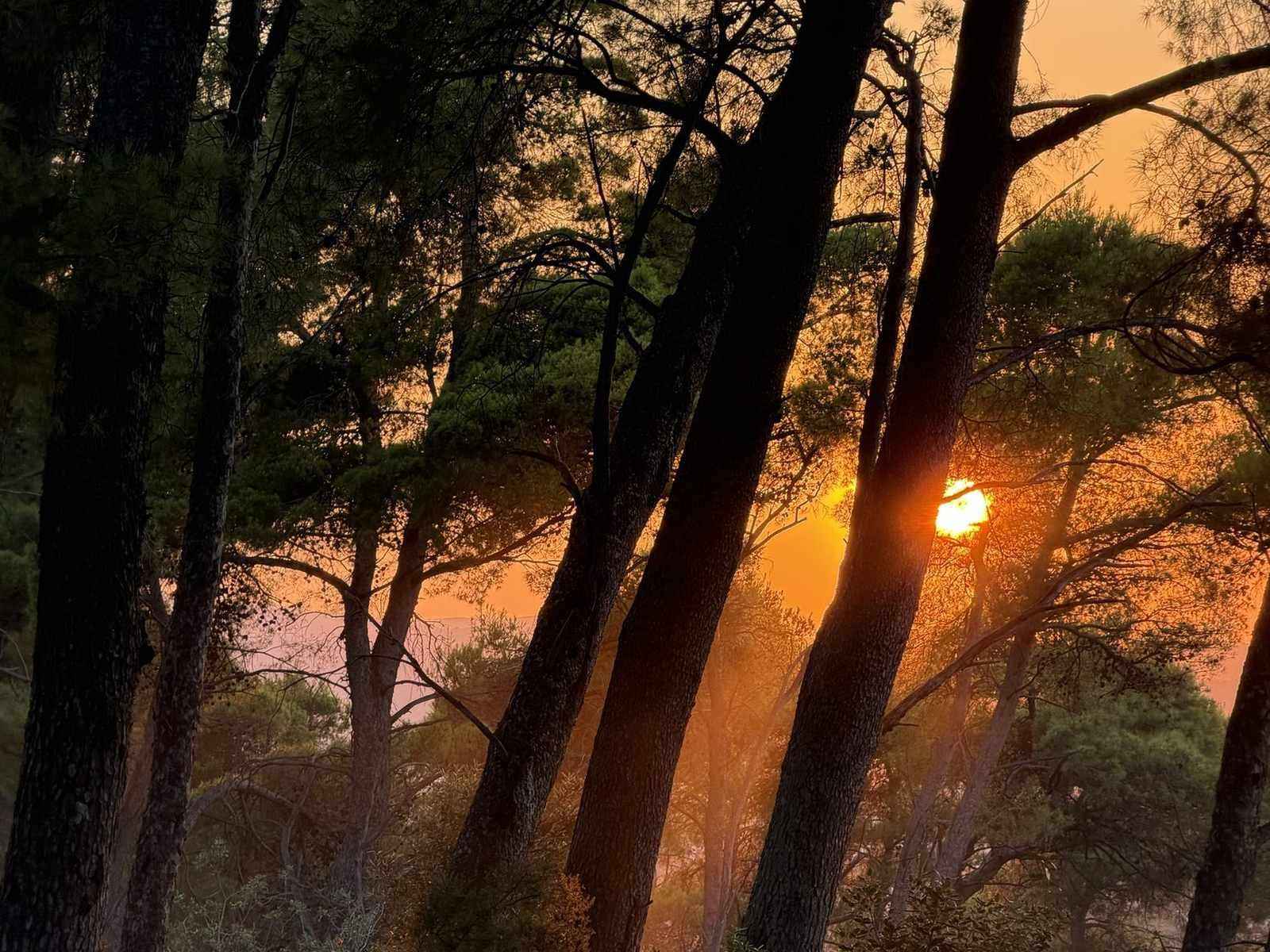 Sun between tree trunks in a wood at sunset
