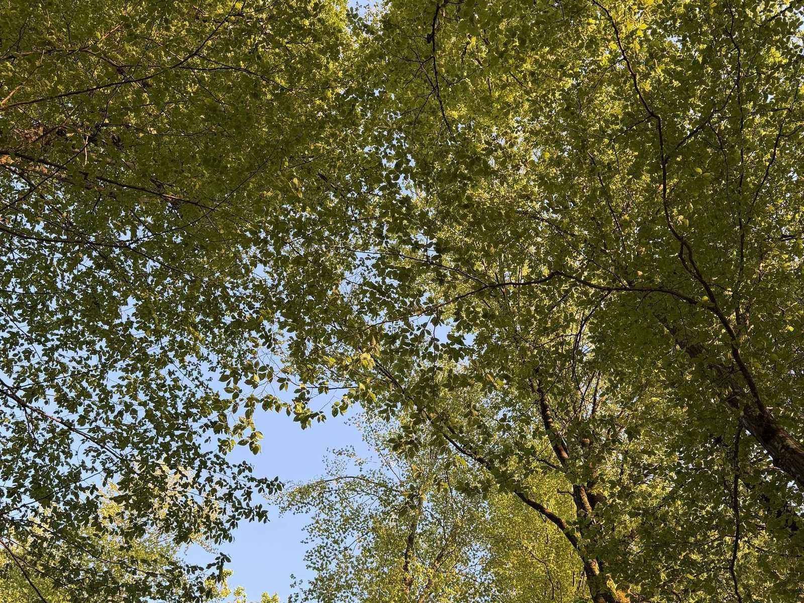 Young tree canopies against a bright sky