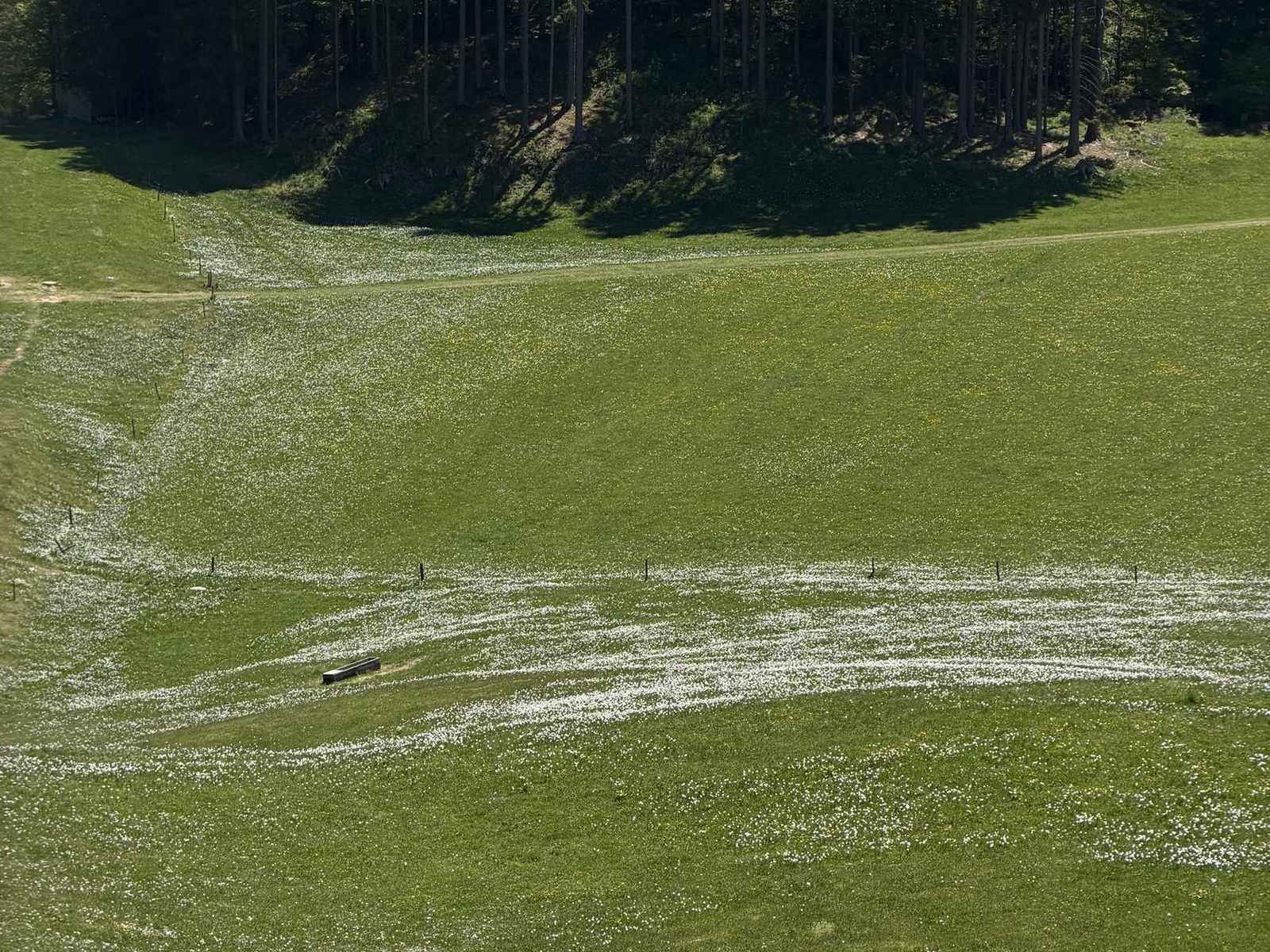 Strmo travnato pobočje ob robu gozda