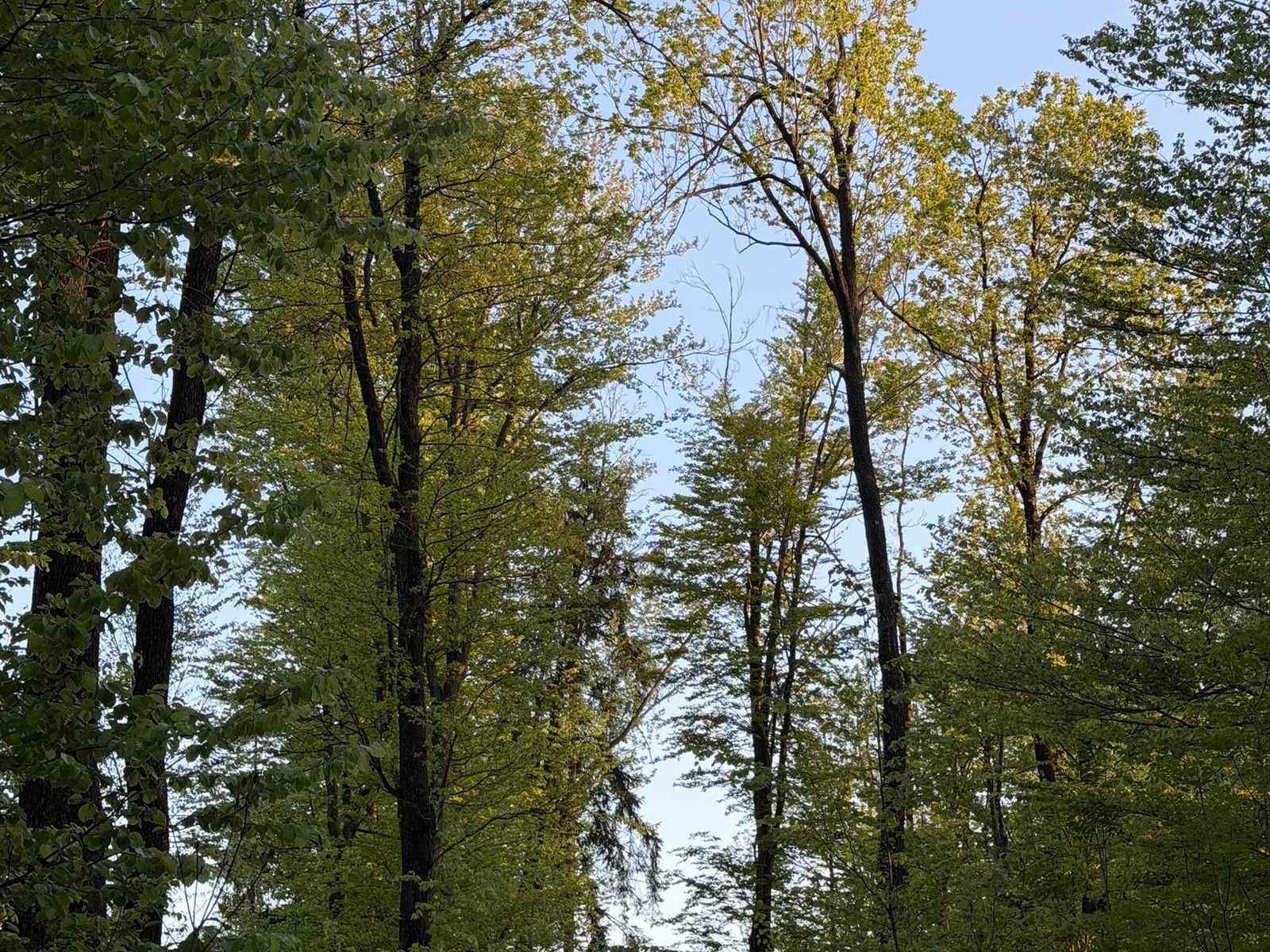 Visoka drevesa proti svetlemu nebu