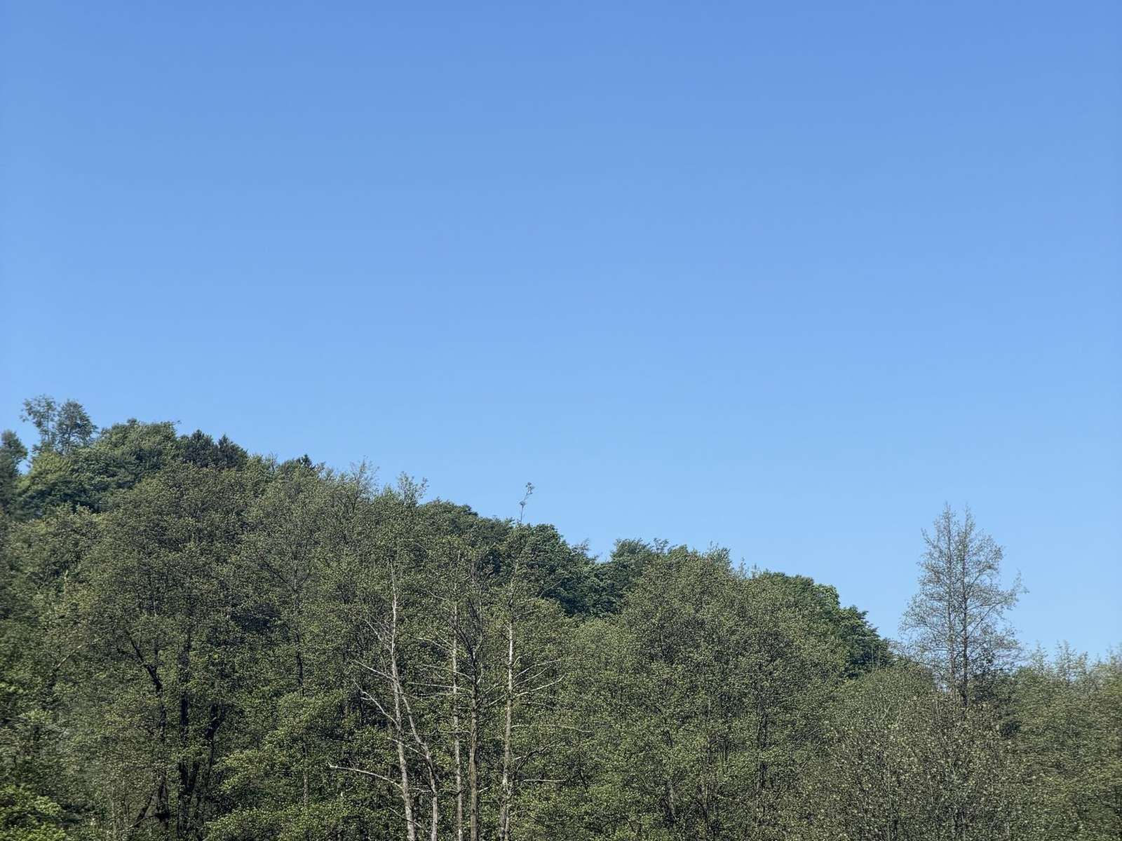 A treeline under a clear blue sky