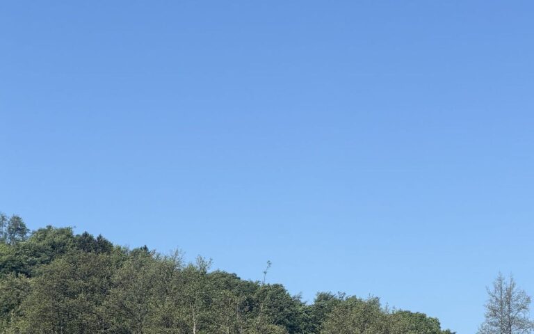 Gozdnato pobočje pod čistim modrim nebom