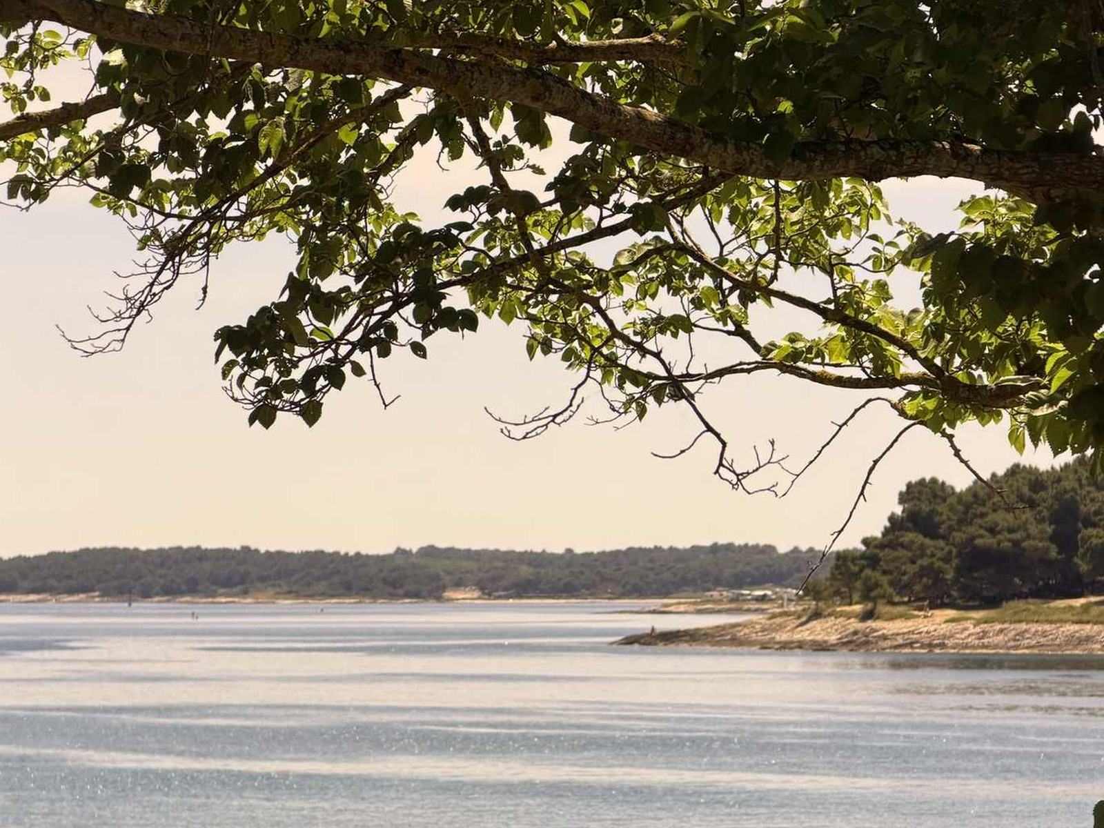 Tree canopy above a shoreline in warm evening light
