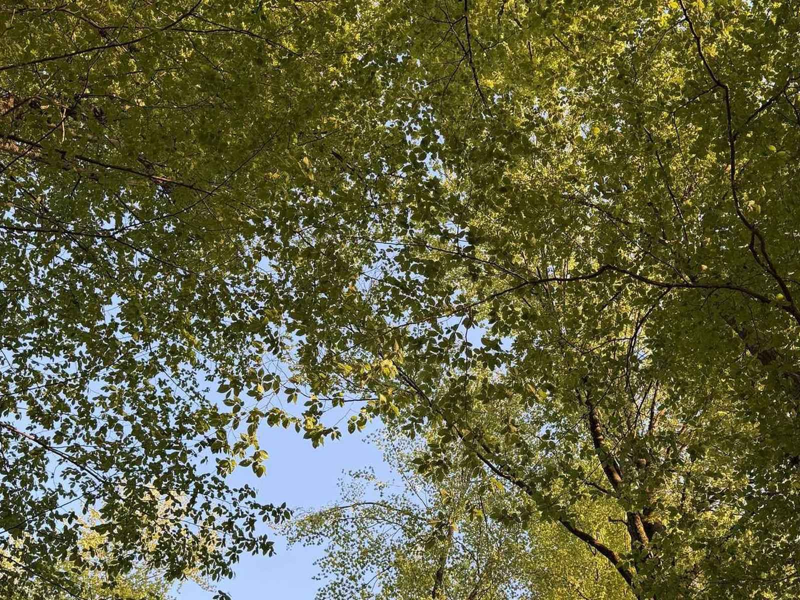 Young tree canopies against a bright sky