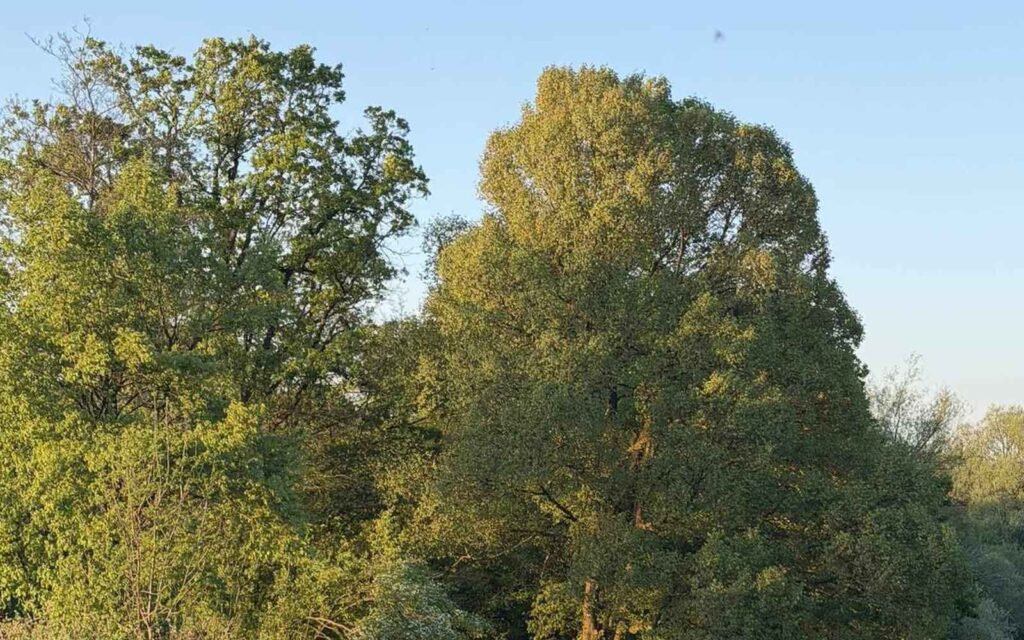 Gosta kro&scaron;nja nad travnikom v jutranji svetlobi