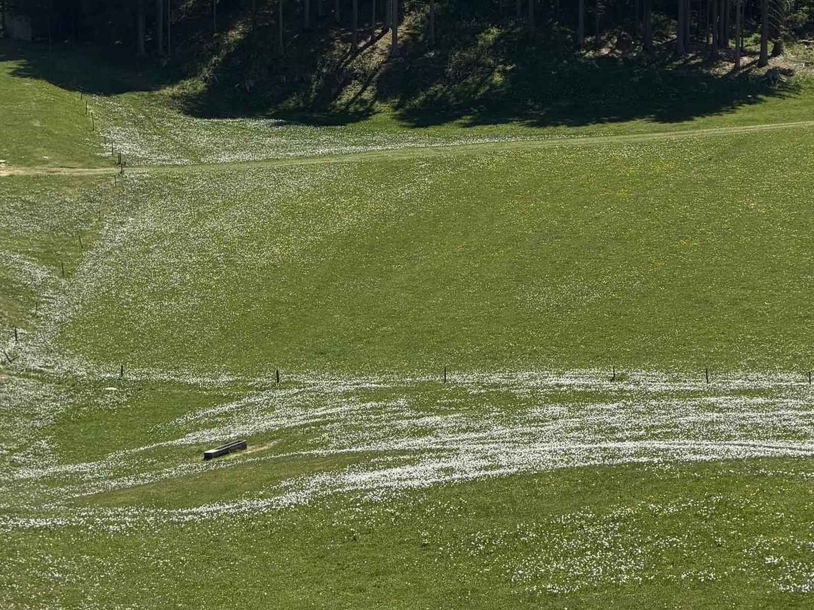 A steep grassy slope at the edge of a wood