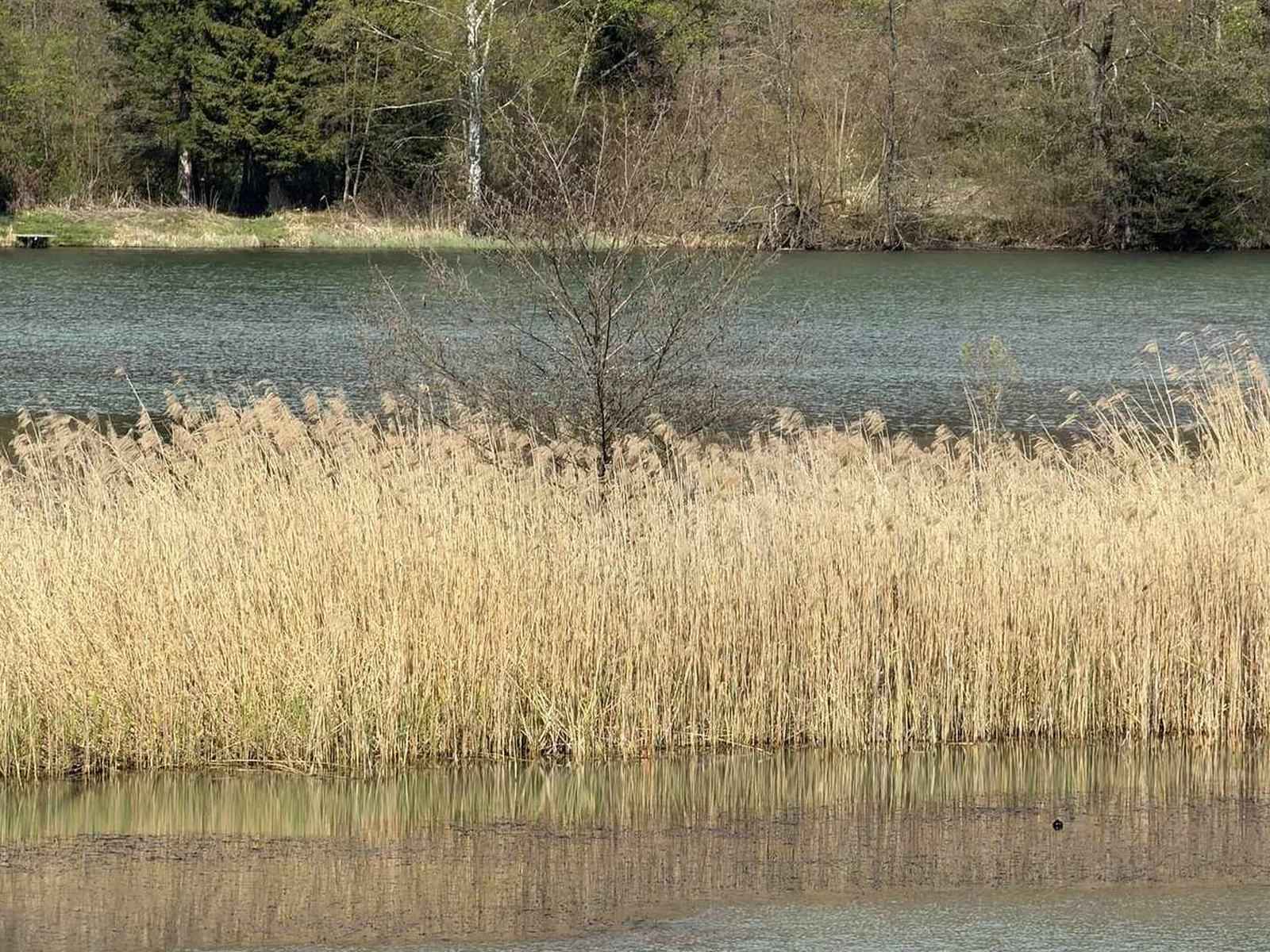 Reeds by still water in morning light
