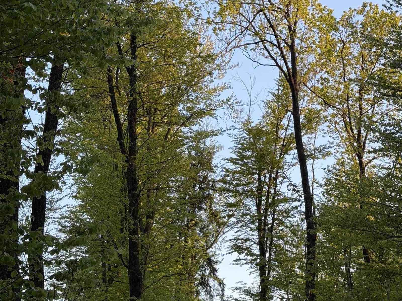 Tall trees against a bright sky