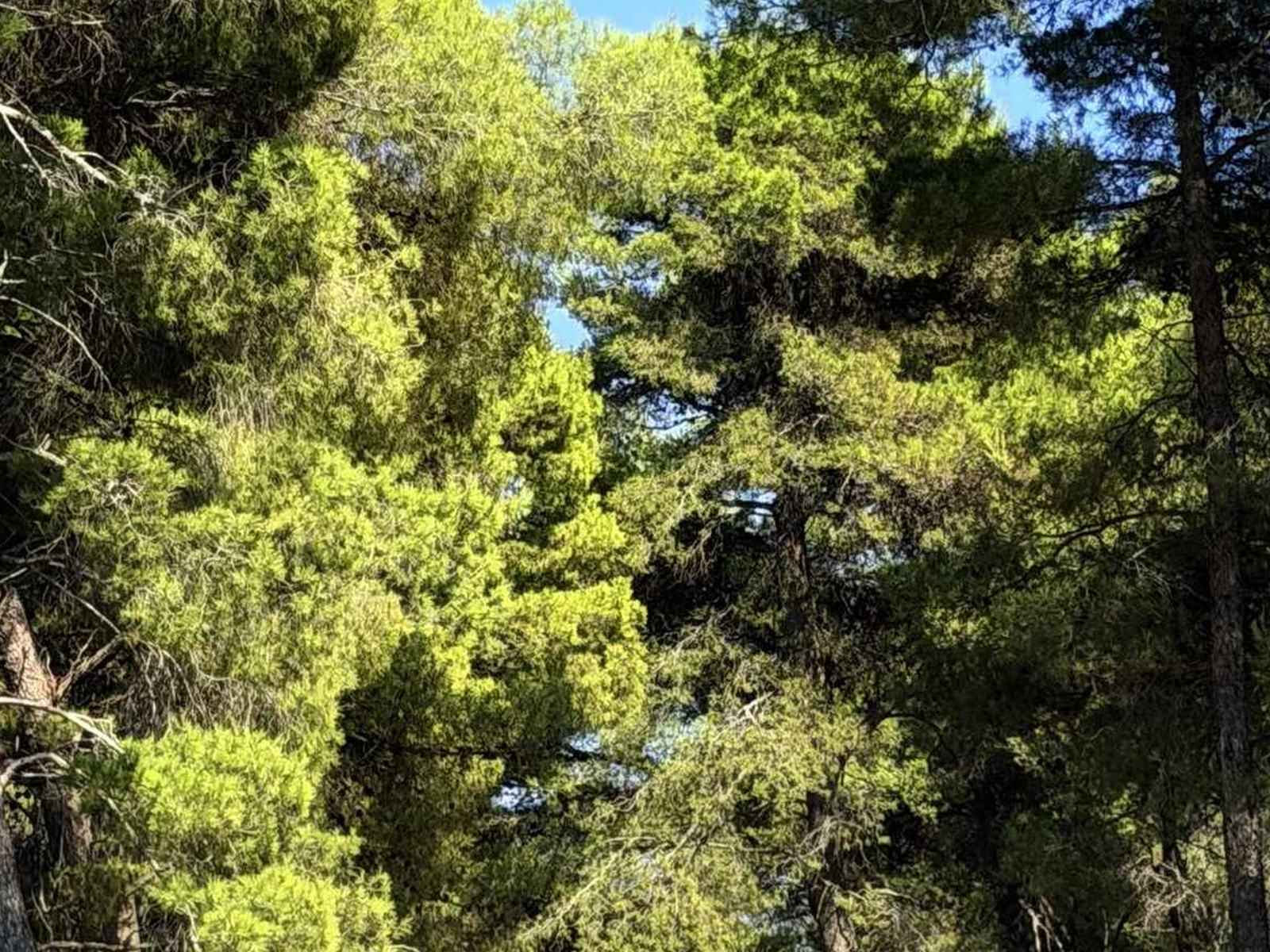 Tall pines on a slope under a blue sky