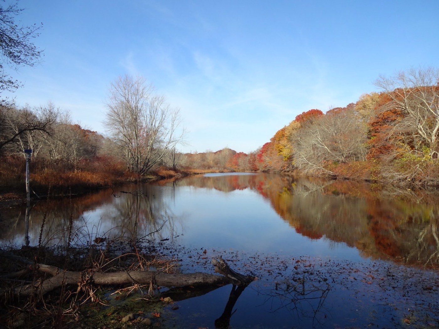 Leaves carried along by the current of a river