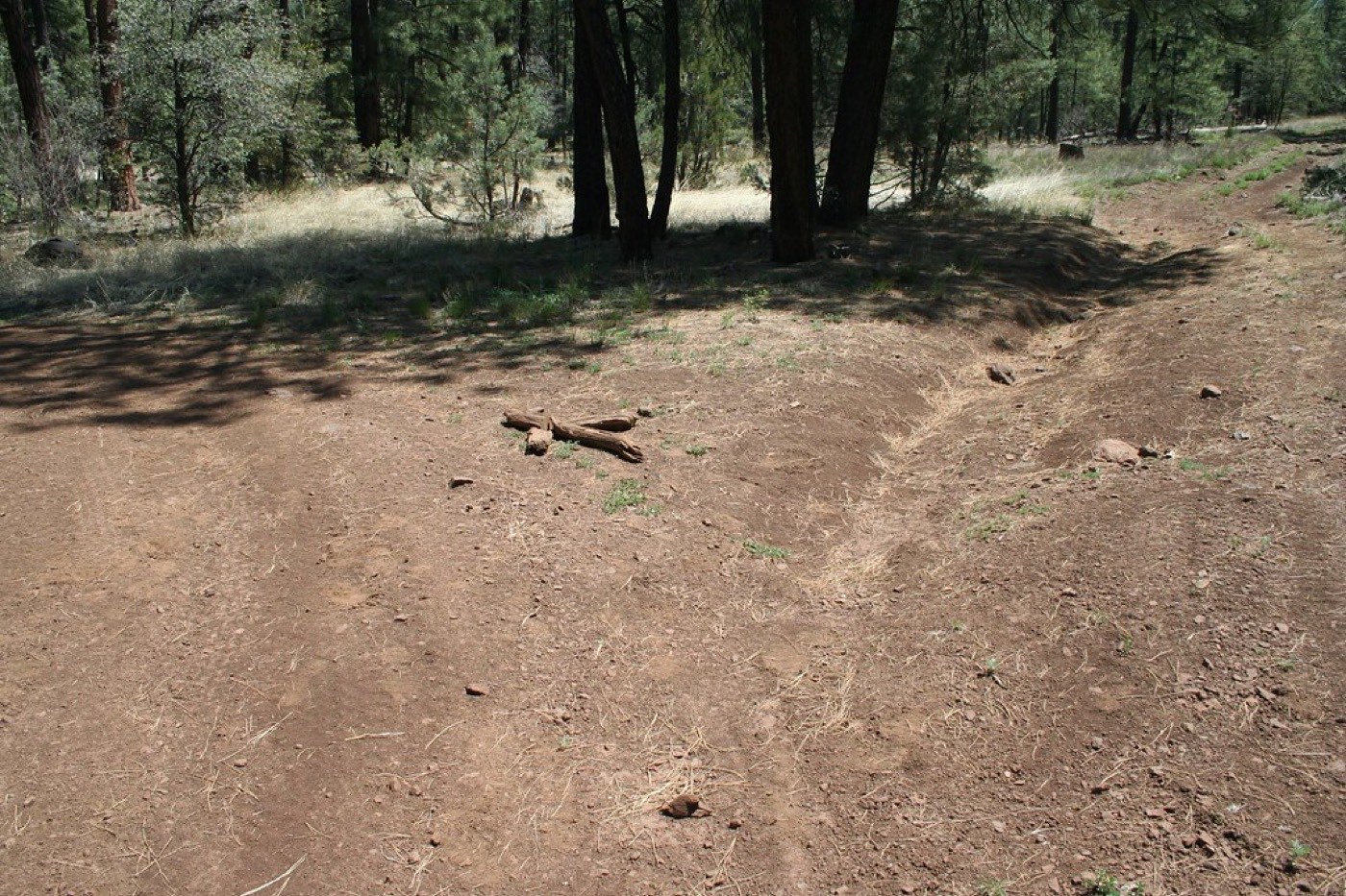 Two trees growing each in its own direction, but with intertwined roots